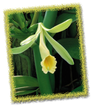 vanilla-orchid